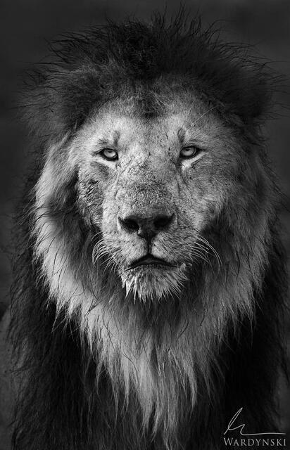 An intense photograph of Lokulup, a male lion in Masai Mara, Kenya, Africa. Black and white fine art animal portait.