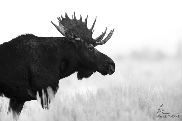 Moose in a meadow Jackson Hole Fine Art Photography
