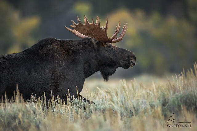 "Moose on the move" Jackson Hole Wyoming fine art wildlife photography
