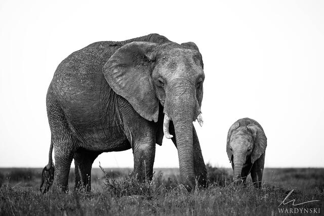A mother elephant and her calf graze on the plains of the Masai Mara in Kenya. Fine art black and white photography.