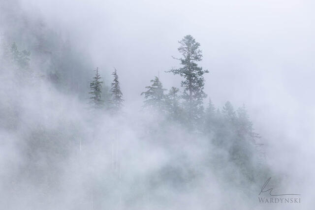 Mount Rainer PHotography instruction
