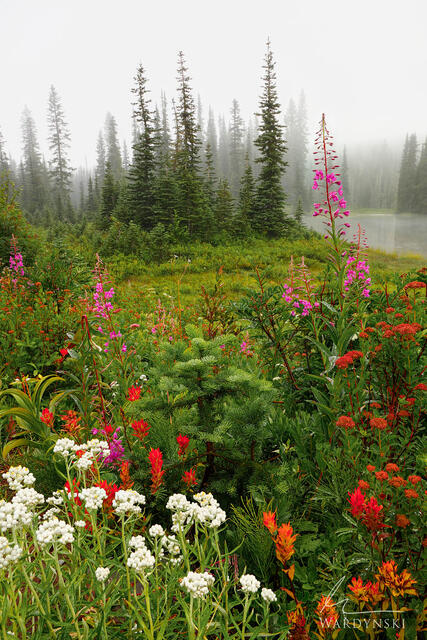 Mount Rainer Wildflower Photography Workshop