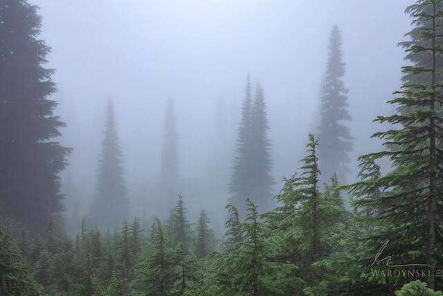 Mount Rainer national park photography tour