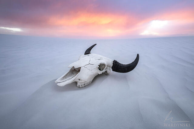 Skull rests in the sand at sunset in White Sands