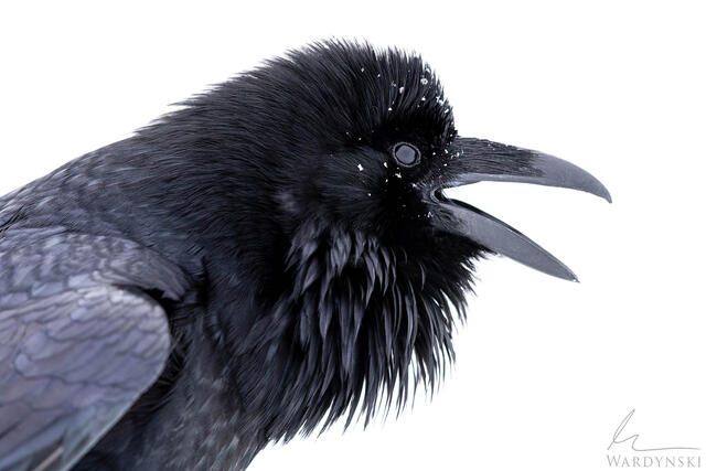 Minimal Raven portrait against a white backdrop in Yellowstone during the winter. Fine art photography