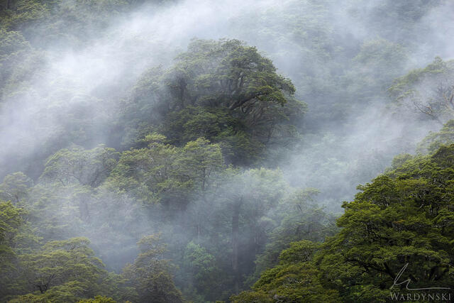 Trees emerge from the mist on a rainy day in New Zealand