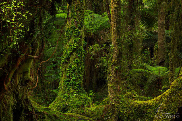 photo of a lush rain forest with ferns, vines and trees closely packed together. 