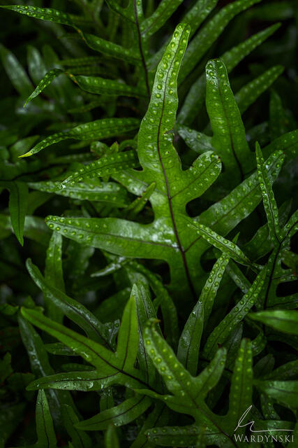 Lush ferns weave through one another on a rainy day in New Zeland