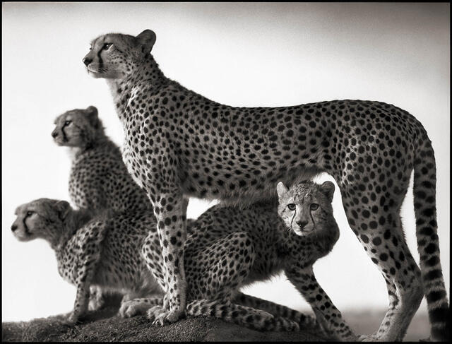 Nick Brandt black and white Cheetah Photography in Africa.