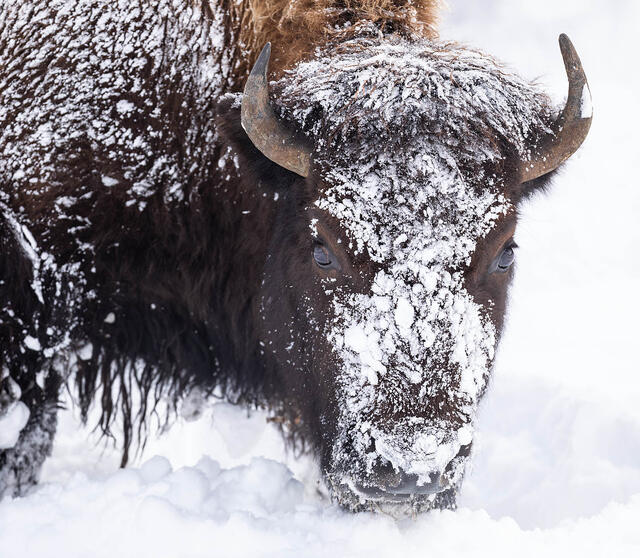 North-Yellowstone-in-winter-Photography-tour