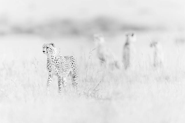 Black and white fine art photograph of a cheetah in Africa. High key wildlife photography.