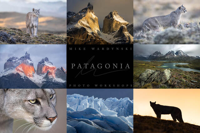 Patagonia photography workshop with puma tracking 