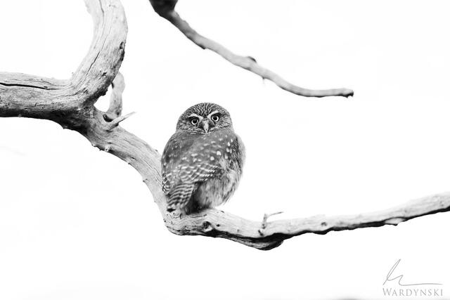 wildlife photo tour in Torres Del Paine Patagonia