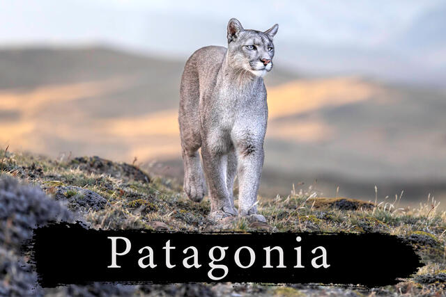 Puma tracking in Patagonia.