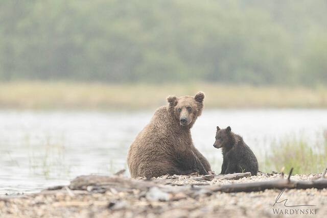 A mother grizzly bear sits with her cub on the bank of Brooks River in Katmai National Park, Alaska. Fine art wildlife photography.