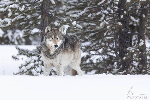 A wolf looks off in the distance with a piercing gaze as it listens for other members of it's pack to call back.