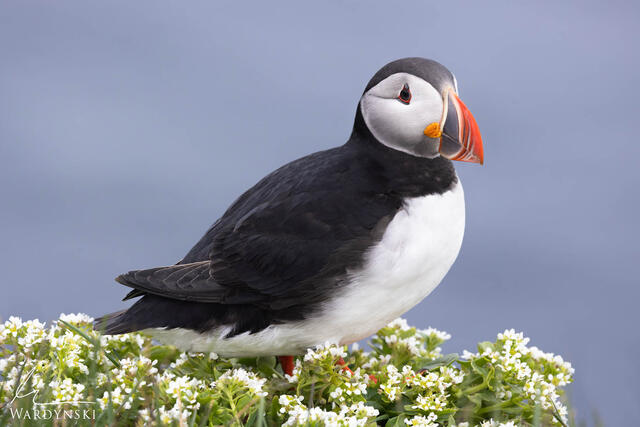 luxury fine art photography of a puffin on a bed of white flowers.