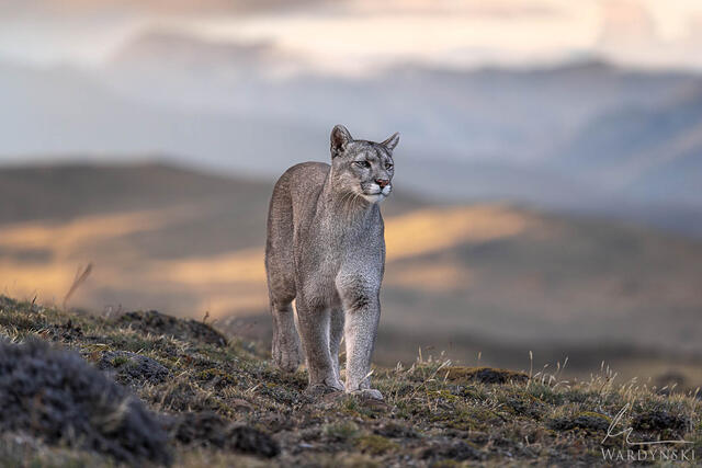 Puma Photography Workshop Patagonia