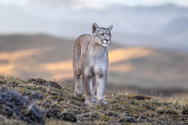 Puma on the Lookout
