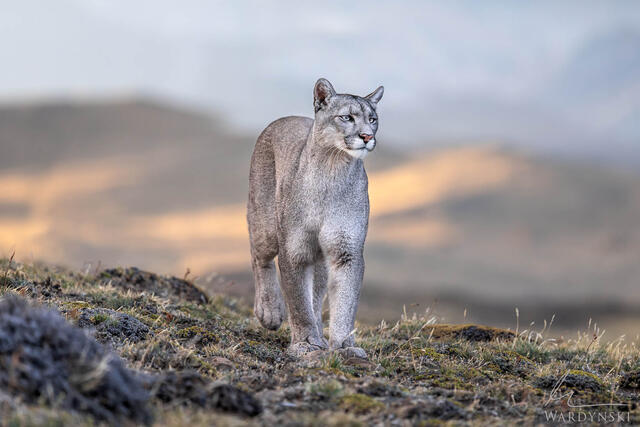 Puma on the Prowl