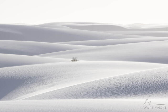 Pure - White Sands Fine Art Photograph