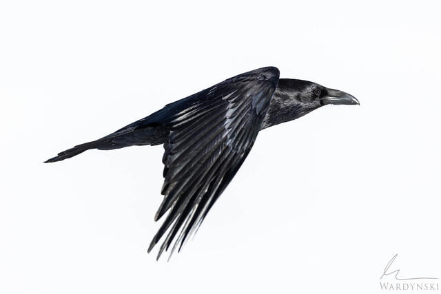 A lone raven cuts cleanly across a field of white, its dark wings suspended against the snowbound backdrop of winter.