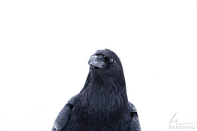 Minimalistic portrait of a Raven in winter with a contempory design feel.