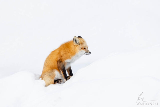 Resting fox in winter - Yellowstone fine art wildlife photography and prints by Mike Wardynski