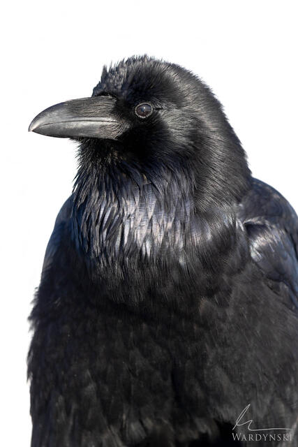 Fine art minimal wildlife photograph of a raven resting against a white backdrop