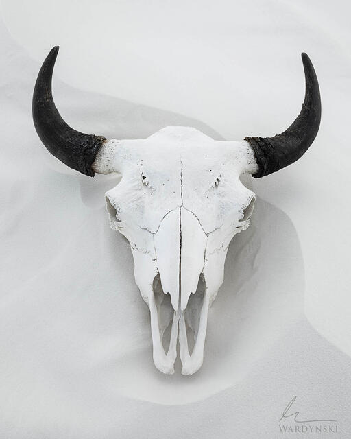 Photograph of a large skull in White Sand