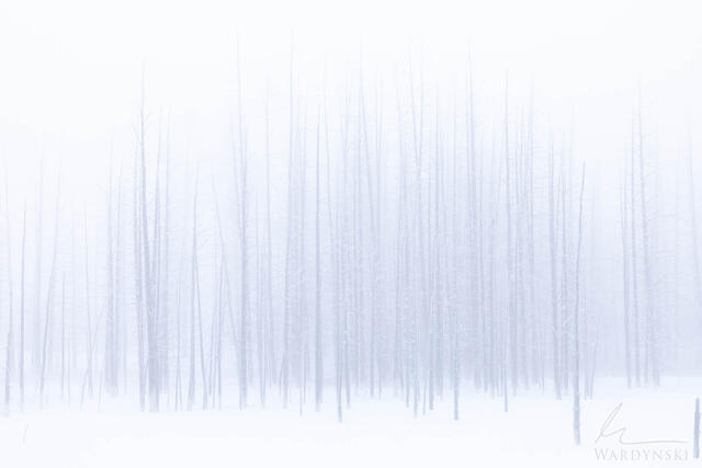Peaceful fine art photograph of bare trees in Yellowstone in the winter. minimal fine art photograph