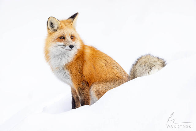 Sitting Fox