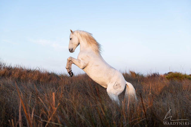 Stallion in Grass