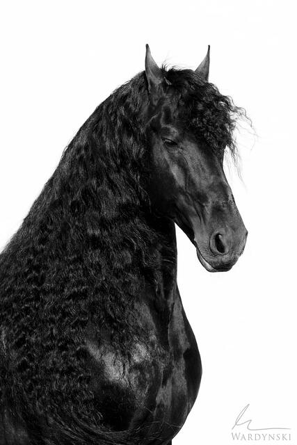 Black and white fine art photograph of a friesian stallion  against a white background. The elegant horse is standing solid as if carved out of stone.