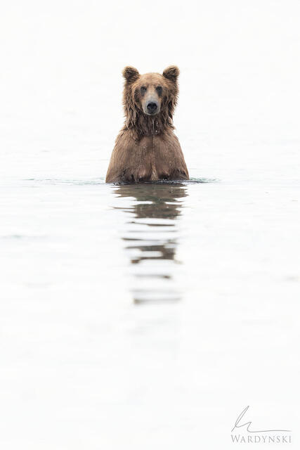 High key fine art photograph os a grizzly bear standing in the water in Katmai National Park, Alaska.