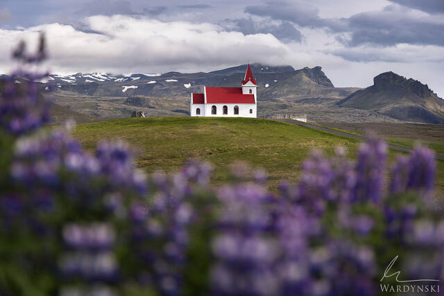 A fine art landscape photograph of a quaint church in Icelands countryside with a field of lupine flowers in the foreground.