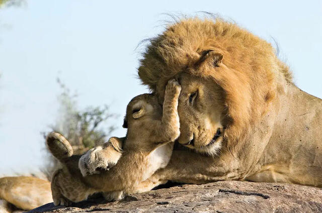 lion cub playing with father. 