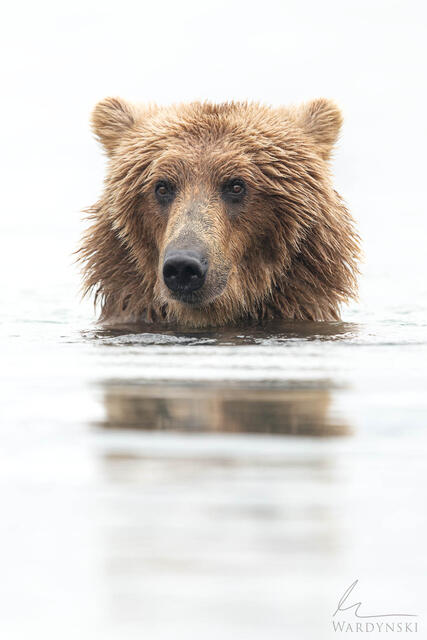 Fine art wildlife photograph of a grizzly bear wadding in the water at Katmai National Park