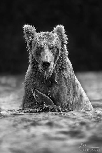 Fine art black and white photograph of a grizzly bear catching a fish at Brooks Falls in Alaska.