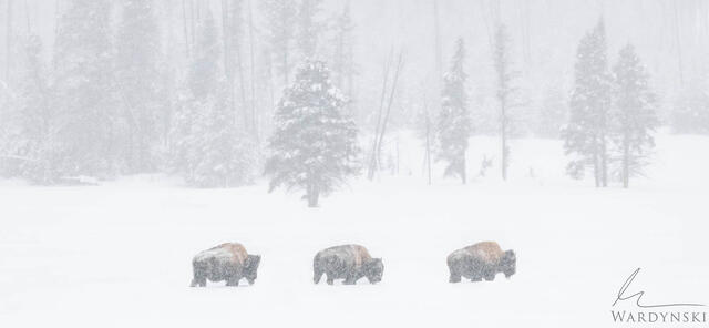 The Heart of Winter
