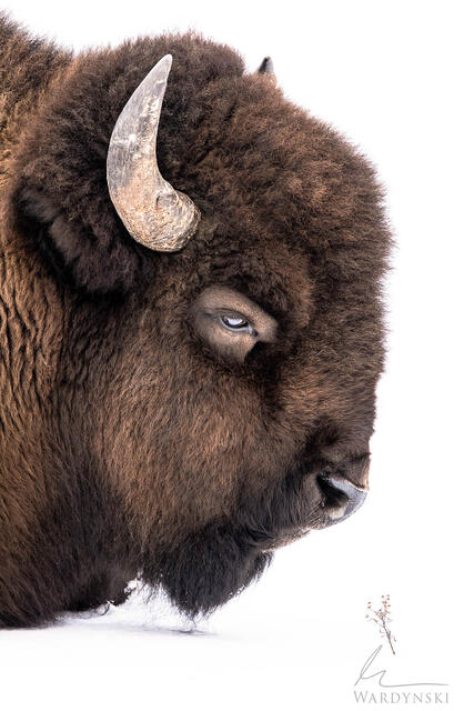 Contemporary fine art photograph of a large bison's head next to a small flower