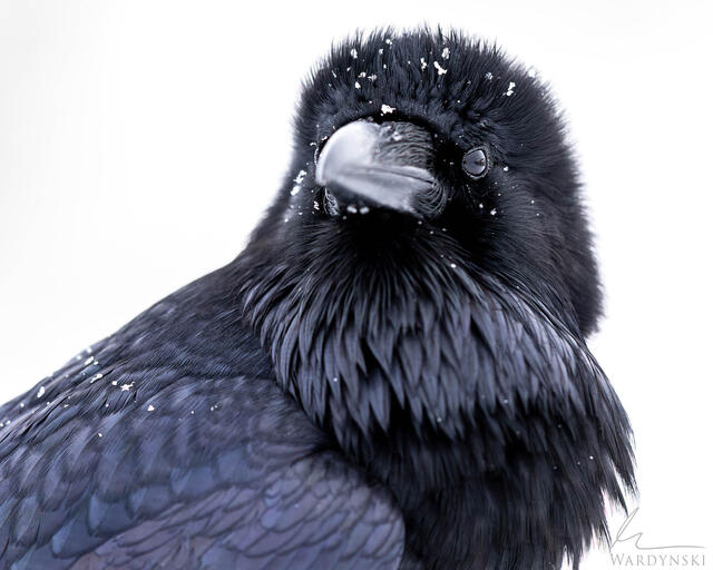 Tight fine art  portrait of a Raven in winter. The photo was taken in Yellowstone's Lamar Valley.