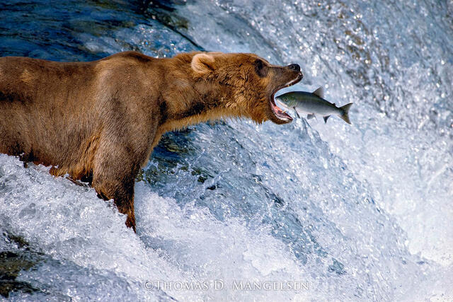 A Grizzly bear stands on top of Brooks falls catching a Salmon. Photograph by Thomas D Mangelsen.