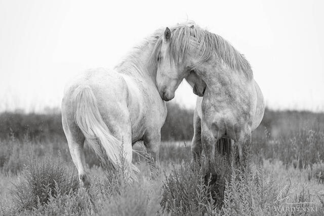 Camargue photograph os two horses touching heads