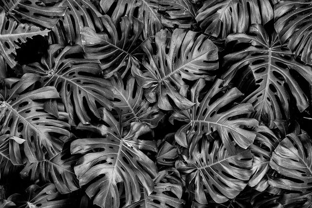 Tropical-Leaves black and white plugin