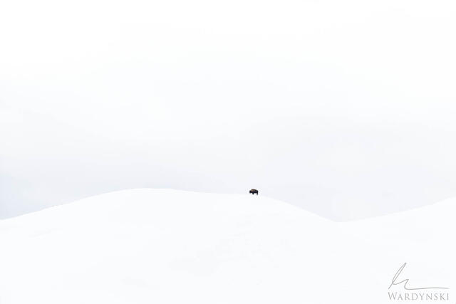 a lone bison stand on a hill in the distance to create a very minimalistic fine art photograph.