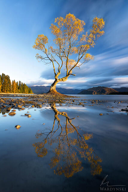 The Wanaka tree at sunrise with yellow leaves.