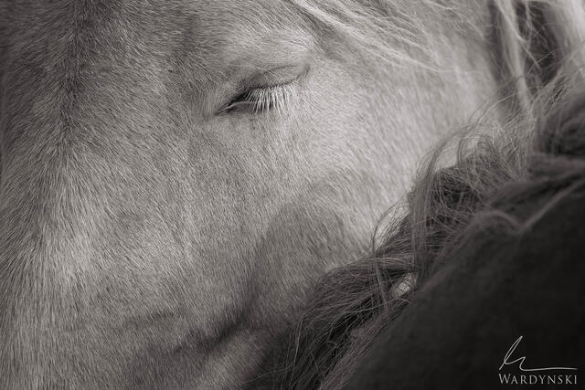A Contemporary fine art equine photograph of two horses bonding with their eyes closed. This Sepia image conjures up feelings of warmth and unconditional love.