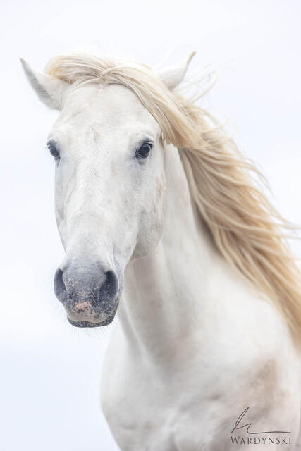 White Stallion with mane blowing in the wind in Camargue France. Photo by Mike Wardynski Photography
