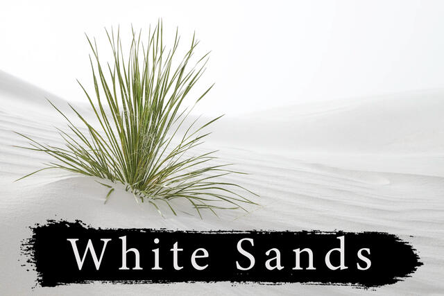 Photograph of a Yucca plant in White Sands National Park during a small group photography workshop lead by Mike Wardynski Photo.
